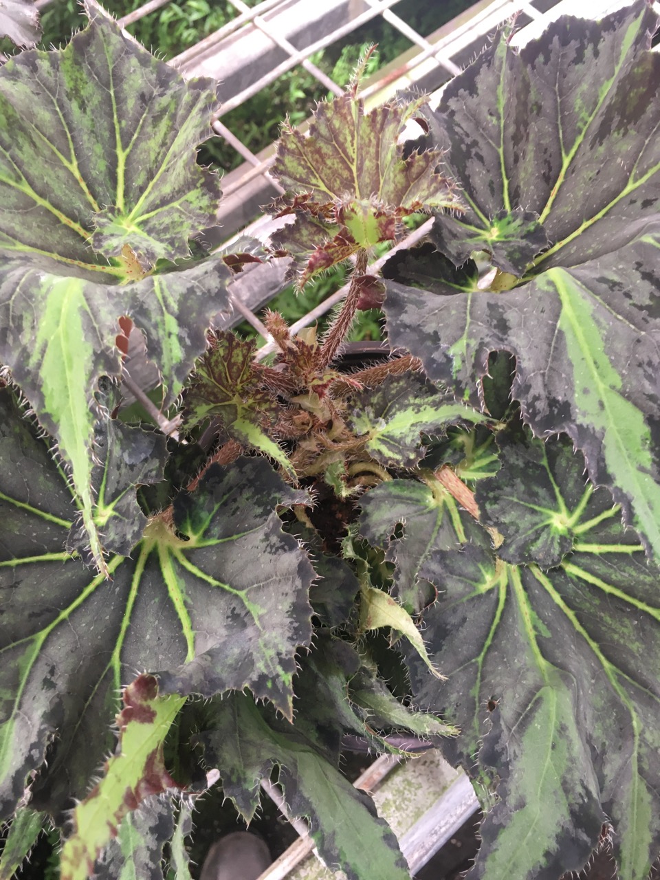B. ‘Milygreen’